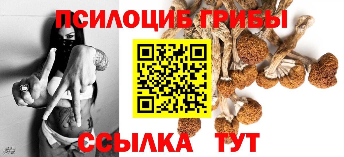Галлюциногенные грибы Psilocybine cubensis Сосновоборск